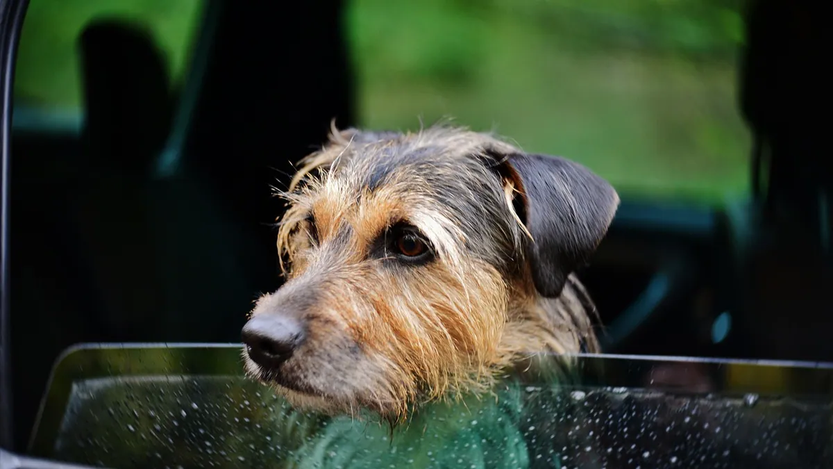 Do Puppies Outgrow Car Sickness? What Owners Should Know