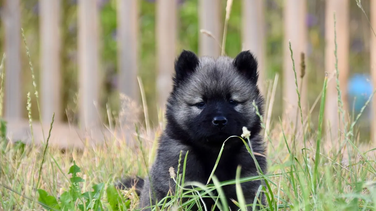 Do Puppies Poop a Lot? Normal Puppy Pooping Explained
