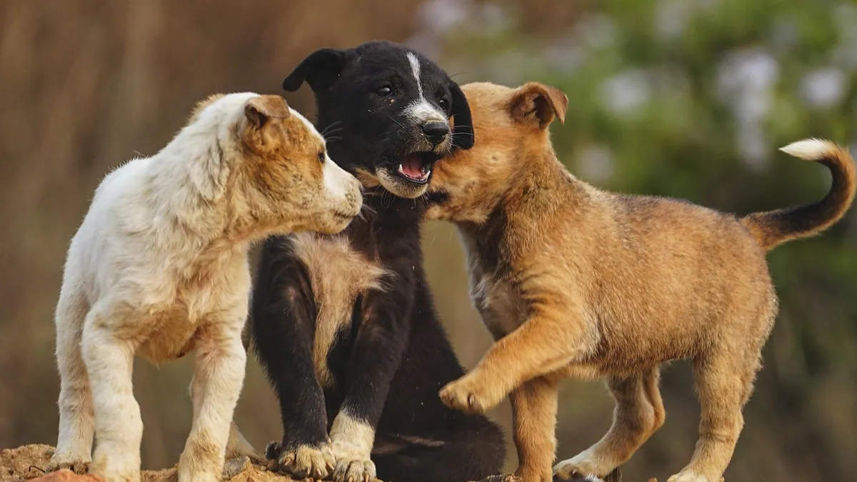 Do Puppies Remember Their Littermates?
