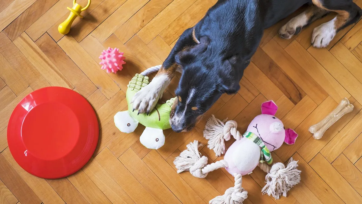 Do Puppies Vomit When Teething? Causes and When to Worry