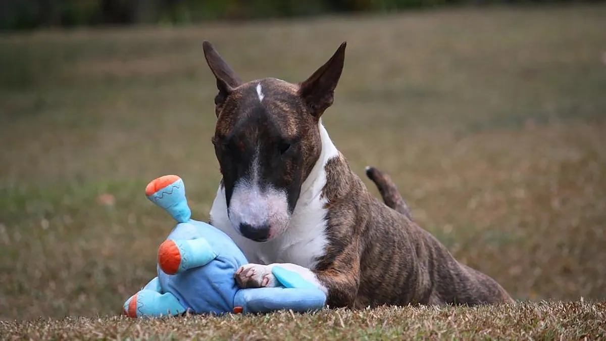 Do Puppies Whine When Teething? Pain and Comfort Tips