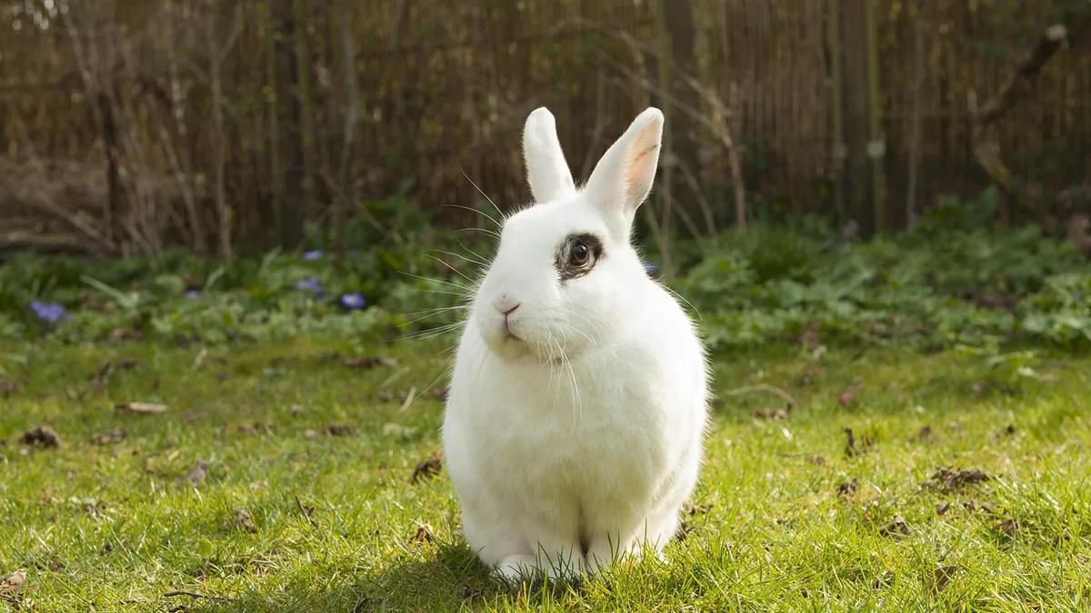 Do Rabbits Fart? Gas, Bloat, and Gut Stasis Signs