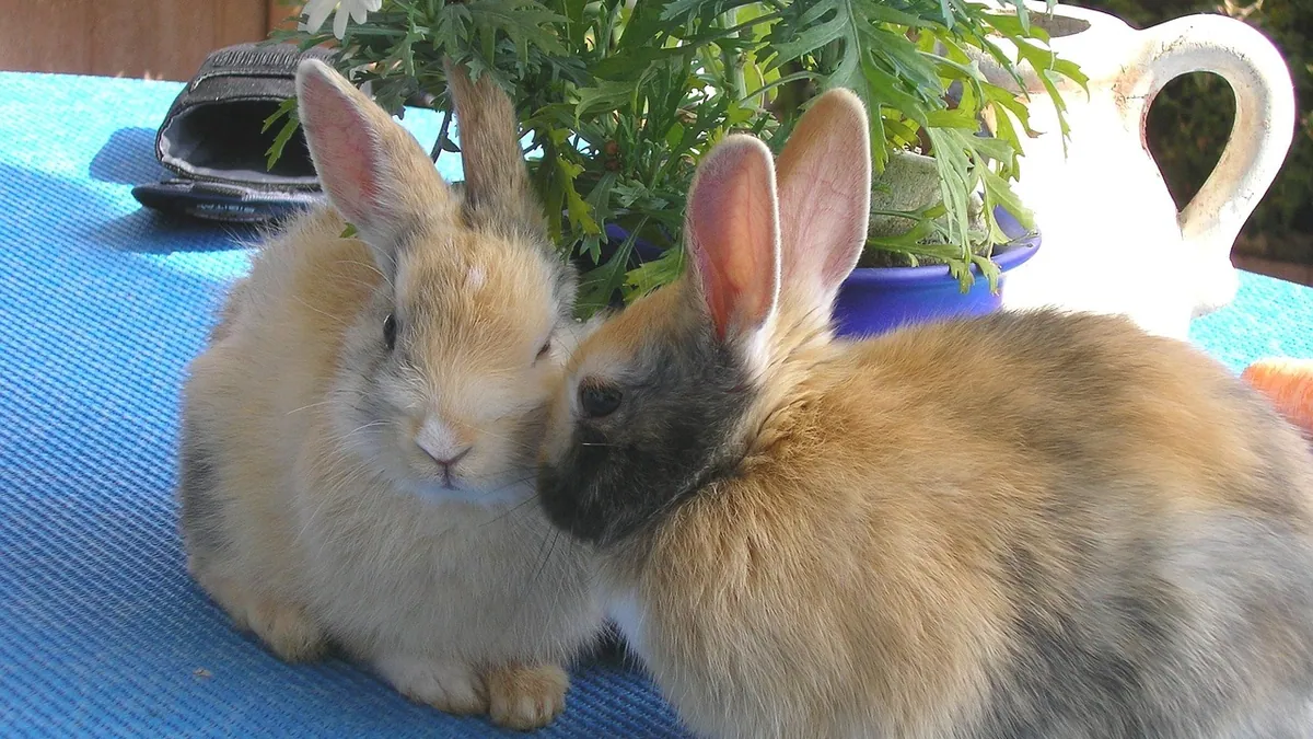 Do Rabbits Inbreed? Risks of Breeding Related Rabbits