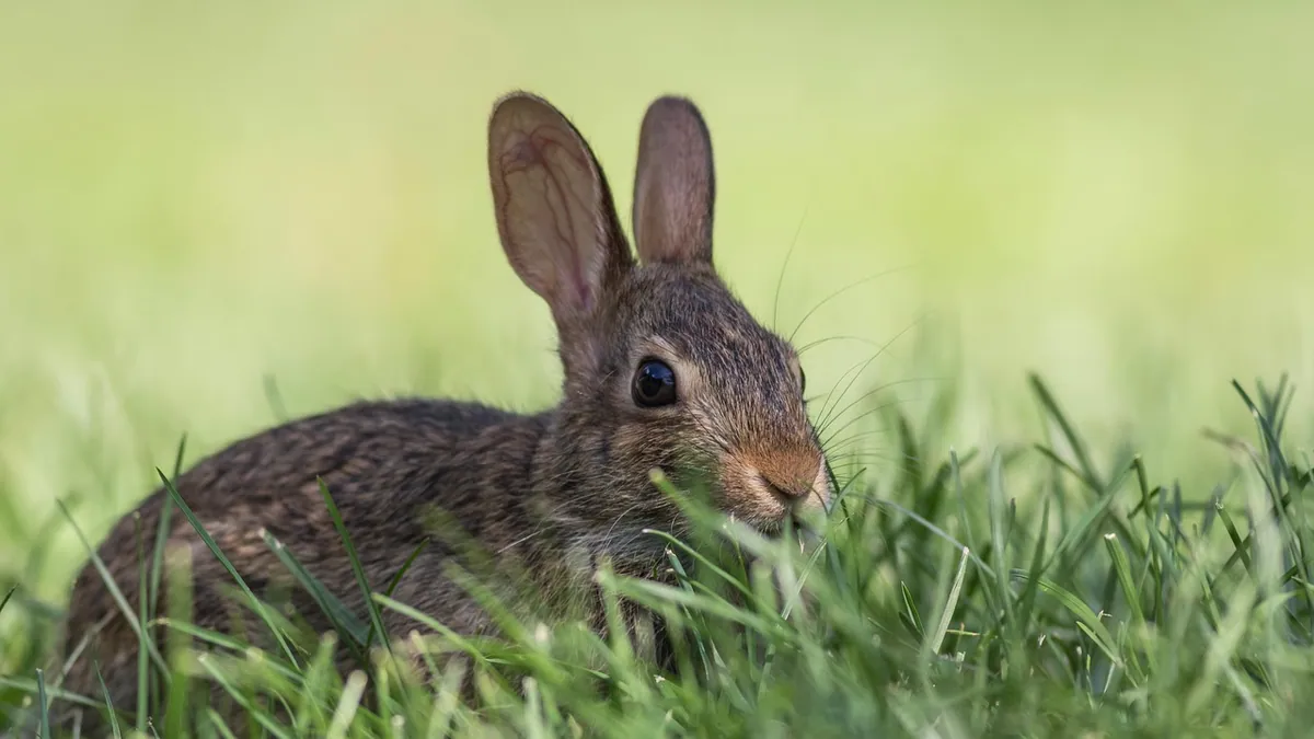 Do Rabbits Play Dead? What a Sudden Collapse Really Means