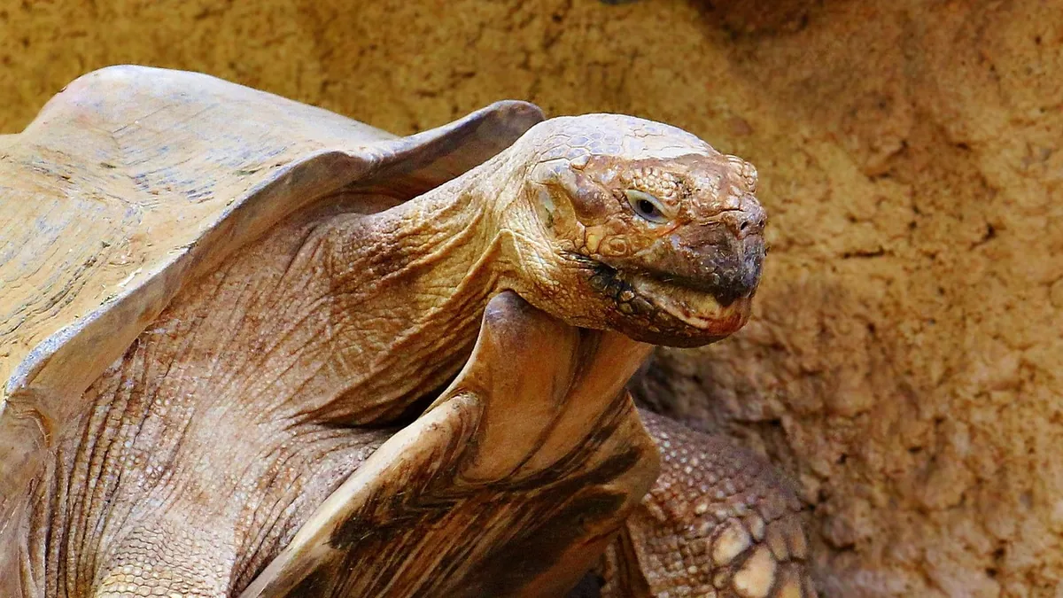 Do Tortoises and Turtles Bite? What Owners Should Know