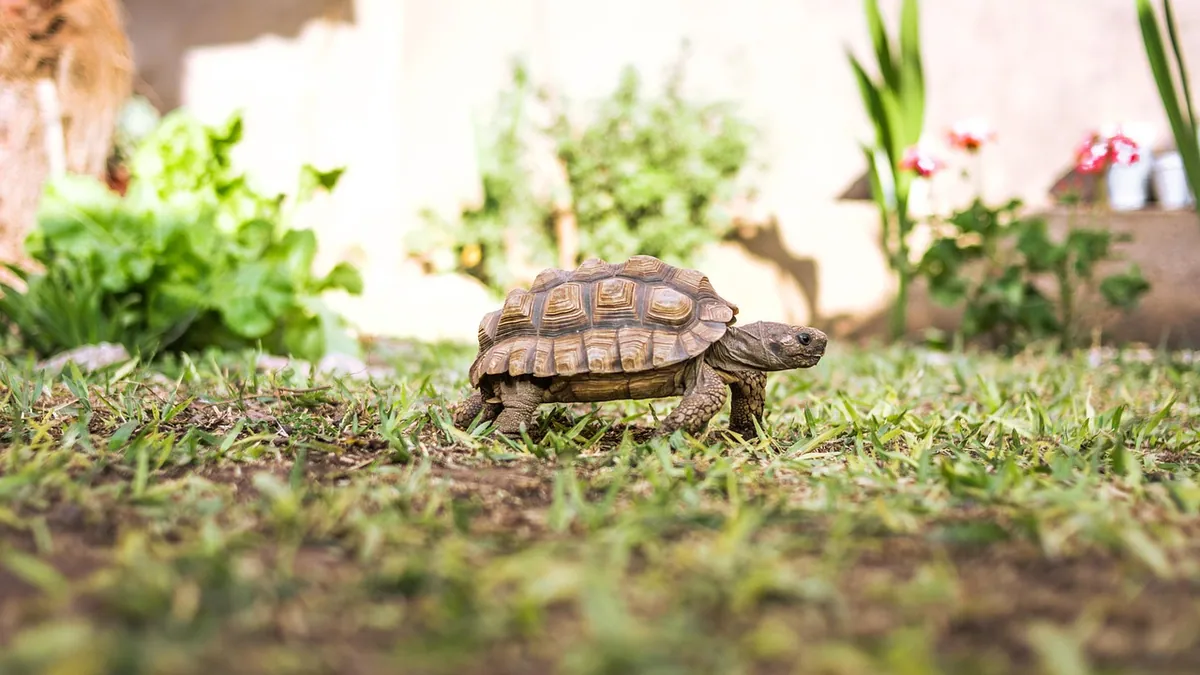 Do Tortoises Make Good Pets? Honest Owner Reality Check