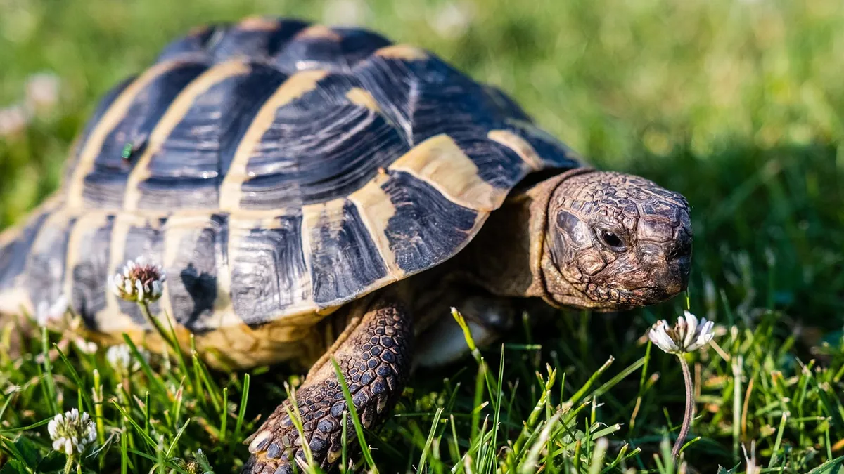 Do Tortoises Pee? How Reptiles Excrete Waste