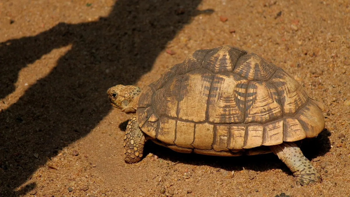 Do Tortoises Poop? Normal Stool and Warning Signs