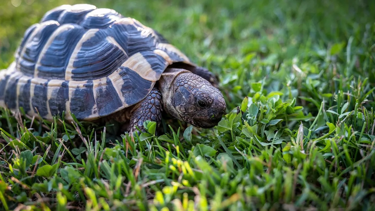 Do Tortoises Recognize Their Owners? Memory in Reptiles
