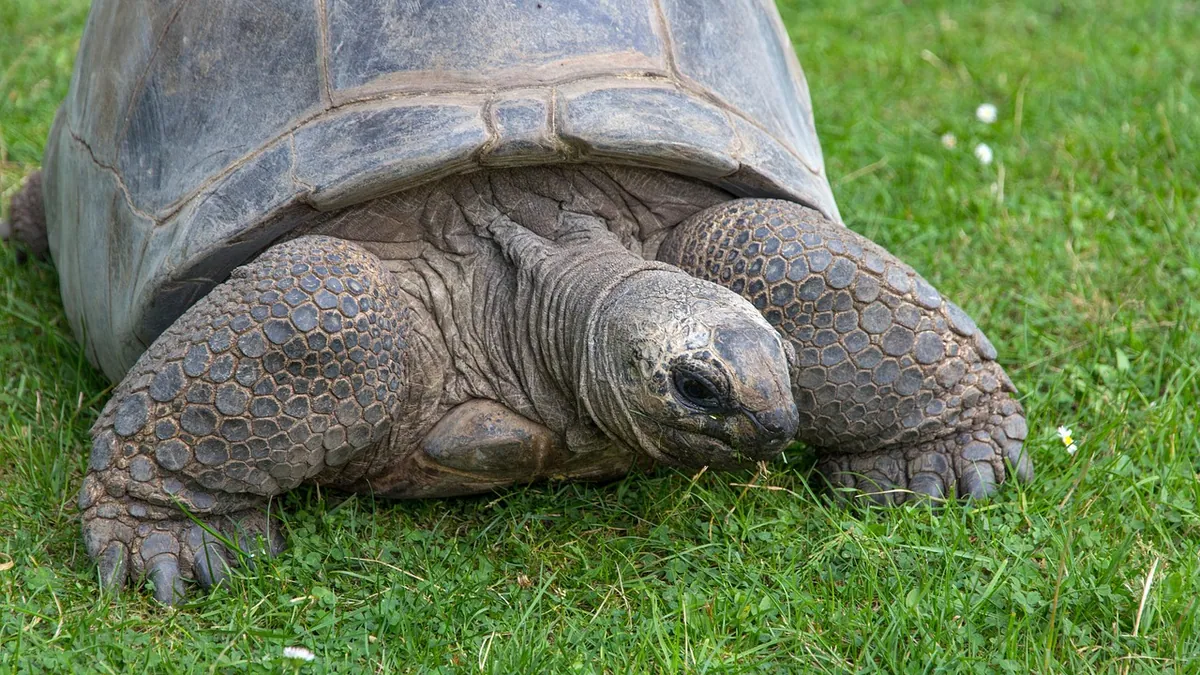 Do Tortoises Shed? Shell and Skin Shedding Explained