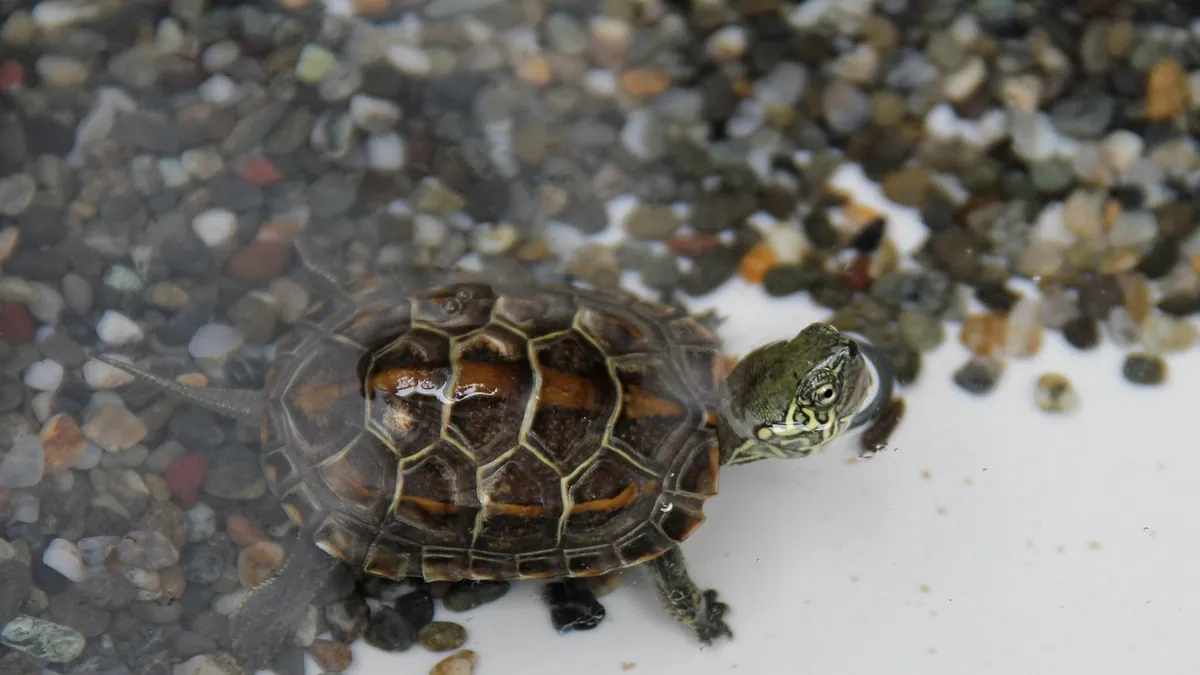 Do Turtles Carry Diseases? Zoonotic Risks for Owners