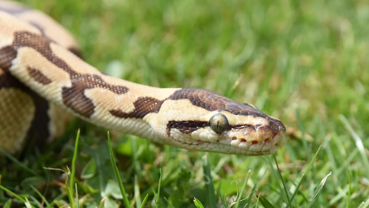 Does My Ball Python Like Being Held? Reading the Signs