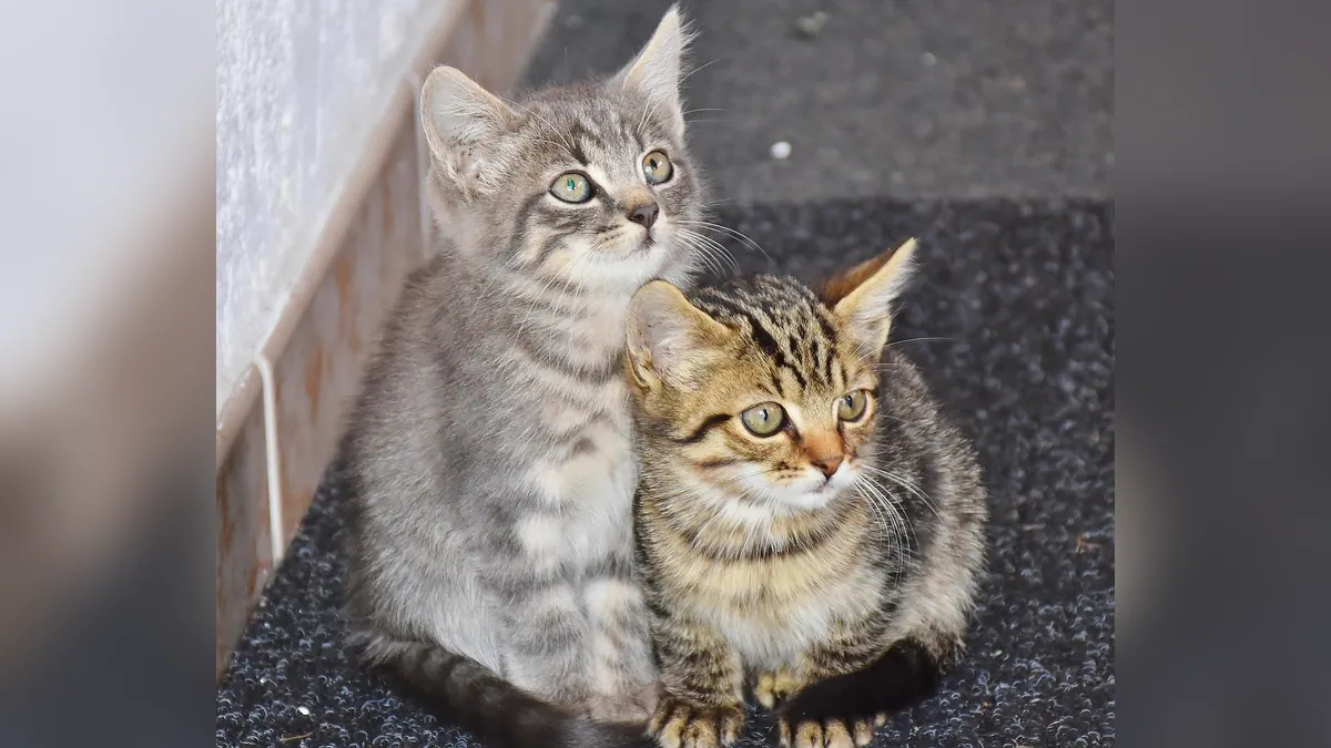 Does My Cat Need a Friend? Signs They Want Company