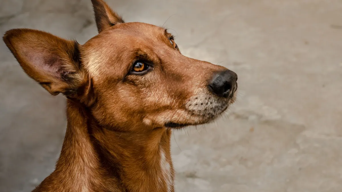 Does My Dog Like Me? Reading Your Dog's Real Signals