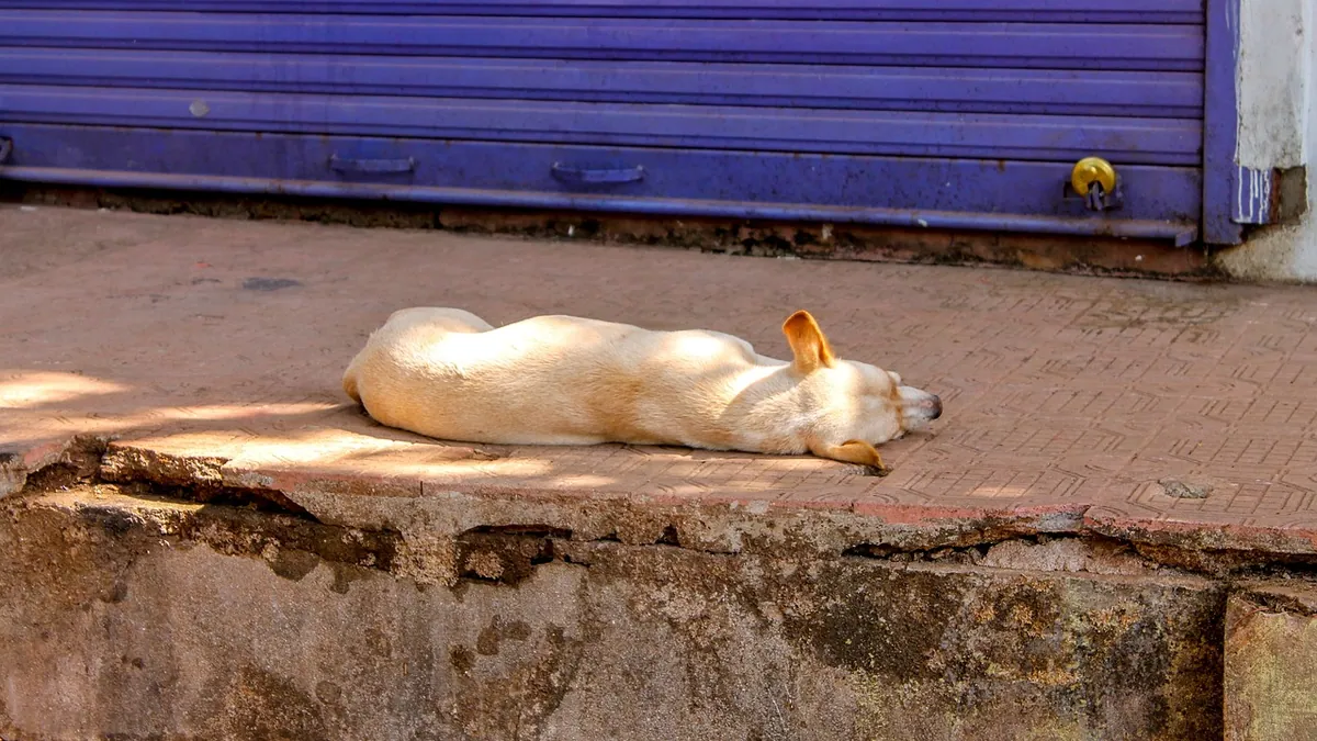 Lump on Your Dog's Side or Abdomen