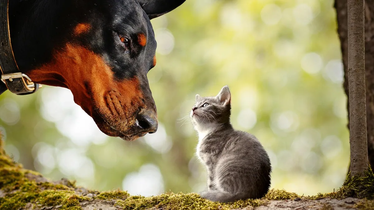 How to Get Your Dog to Accept a Kitten: Step-by-Step
