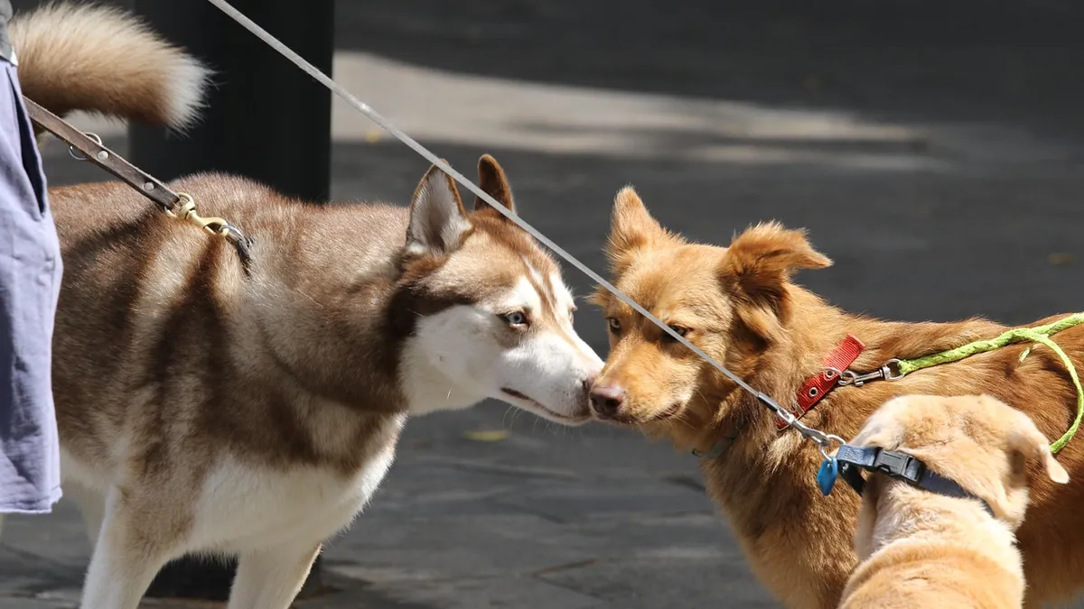 How to Get Your Dog to Accept a New Puppy