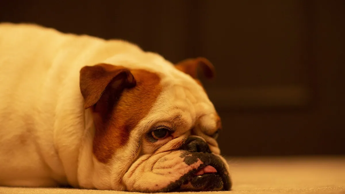 What Causes Acid Reflux in Dogs? Signs and Triggers