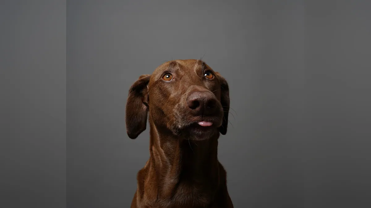 What Can I Give My Dog for Acid Reflux and Heartburn?
