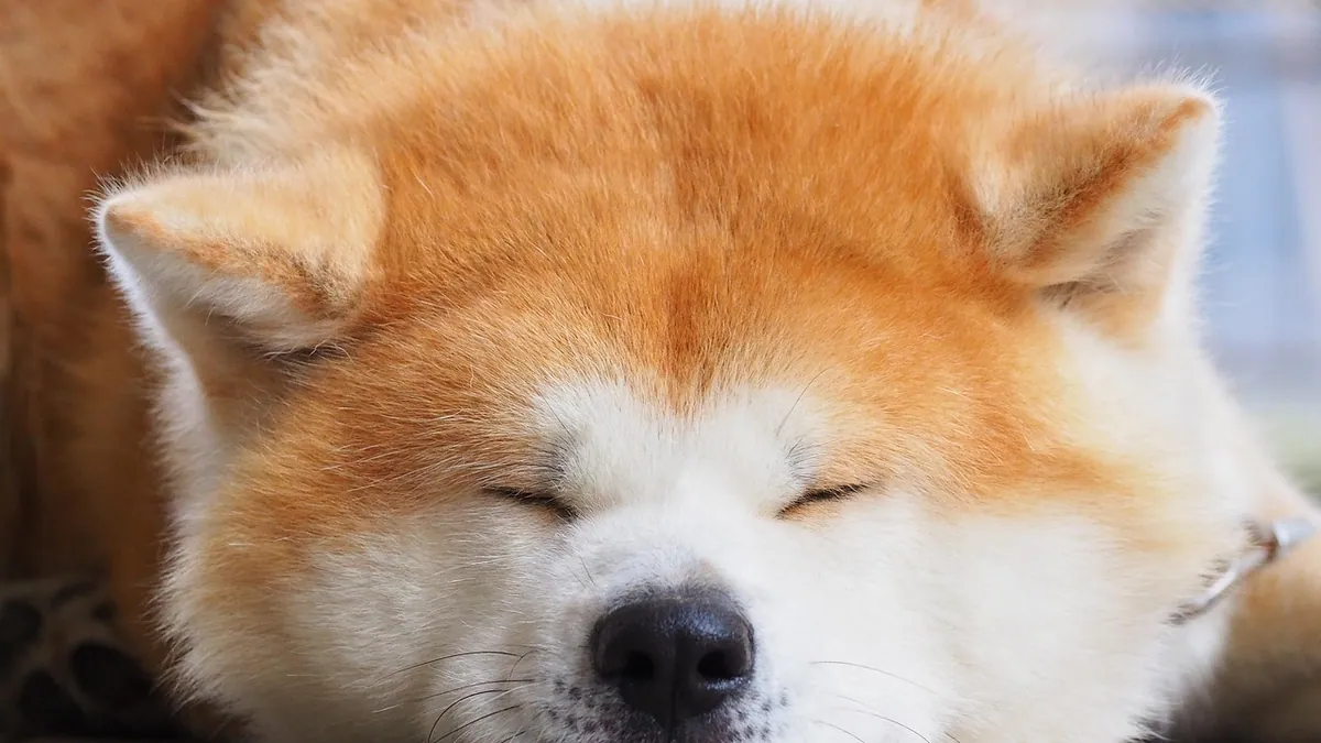 Dog Acupuncture for Arthritis: Does It Help and What to Expect