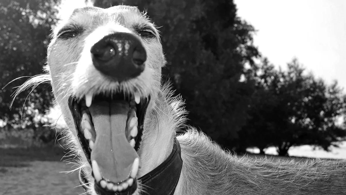Is Dog Aggression Genetic? What Science Says