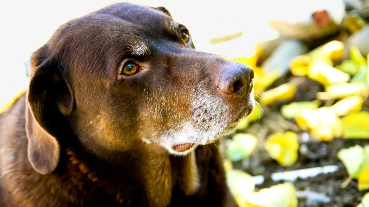 Dog Aging Project Rapamycin Study: Results and Reality