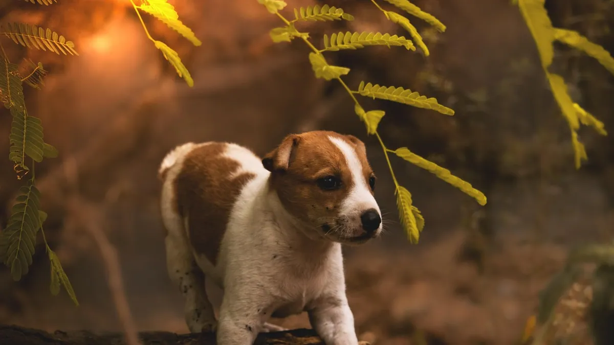 Dog Allergic to Ant Bites: Reactions and Treatment