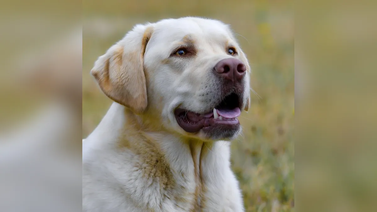 Dog Allergic to Brewer's Yeast? Yeast Allergy Explained