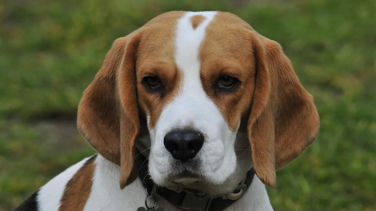 How Long Can a Dog Allergic Reaction Last?