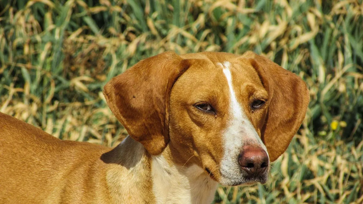 Dog Allergic to Antibiotics: Symptoms and Next Steps