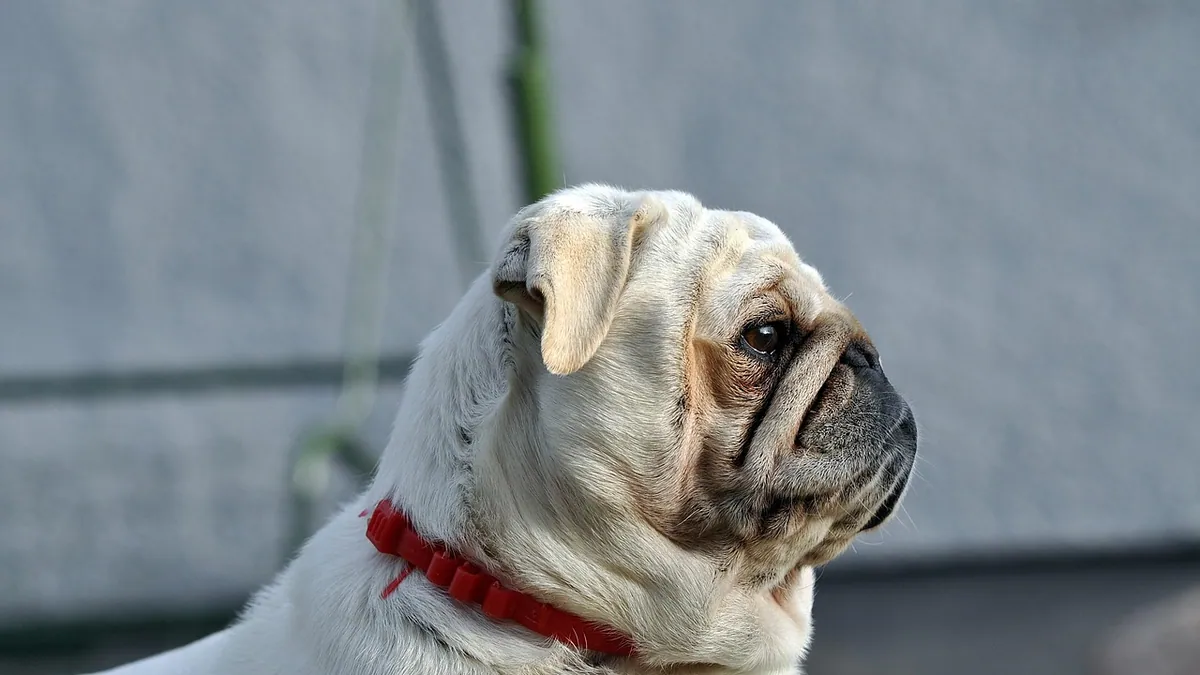Dog Allergic to Collar? Contact Dermatitis on the Neck