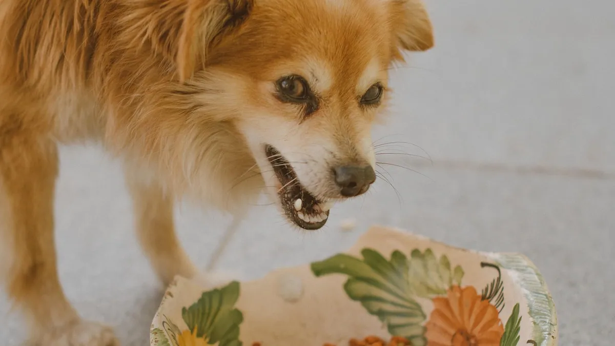 Dog Allergic to Duck? What a Duck Allergy Really Means