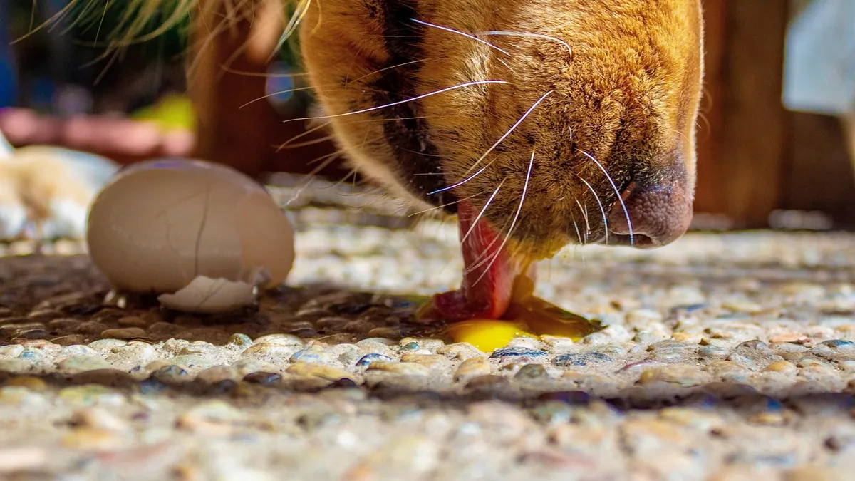 Dog Allergic to Eggs? Symptoms and Treatment Options