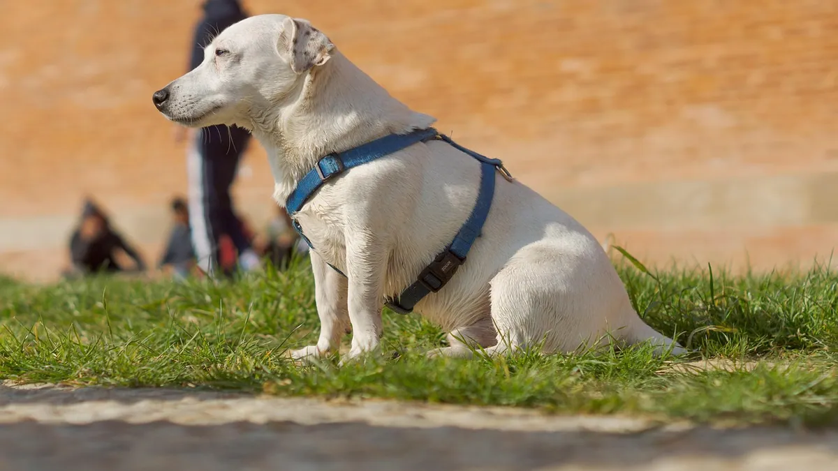 Dog Allergic to Harness? Contact Irritation Explained