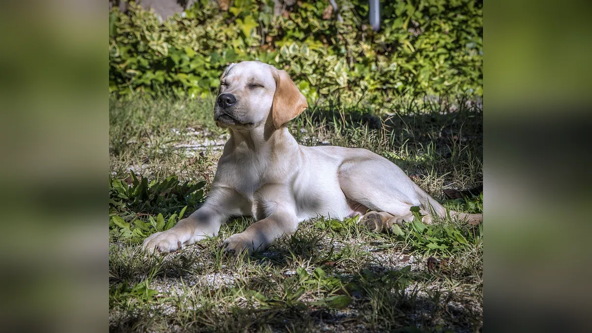 Dog Allergic to Mosquito and Insect Bites: Relief Guide
