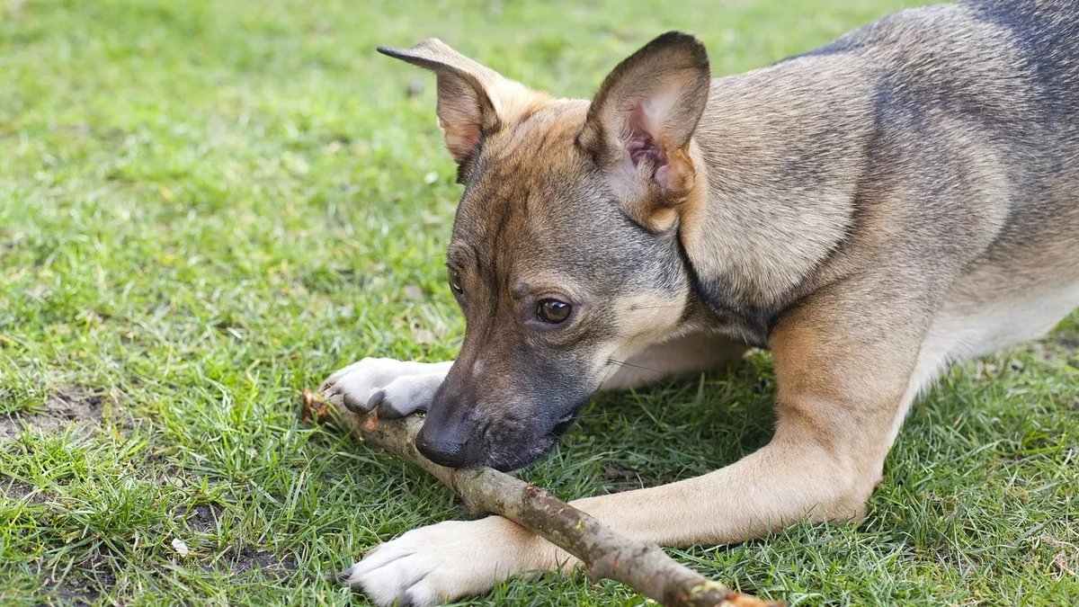 Dog Allergic to Kangaroo Meat? Novel Protein Facts