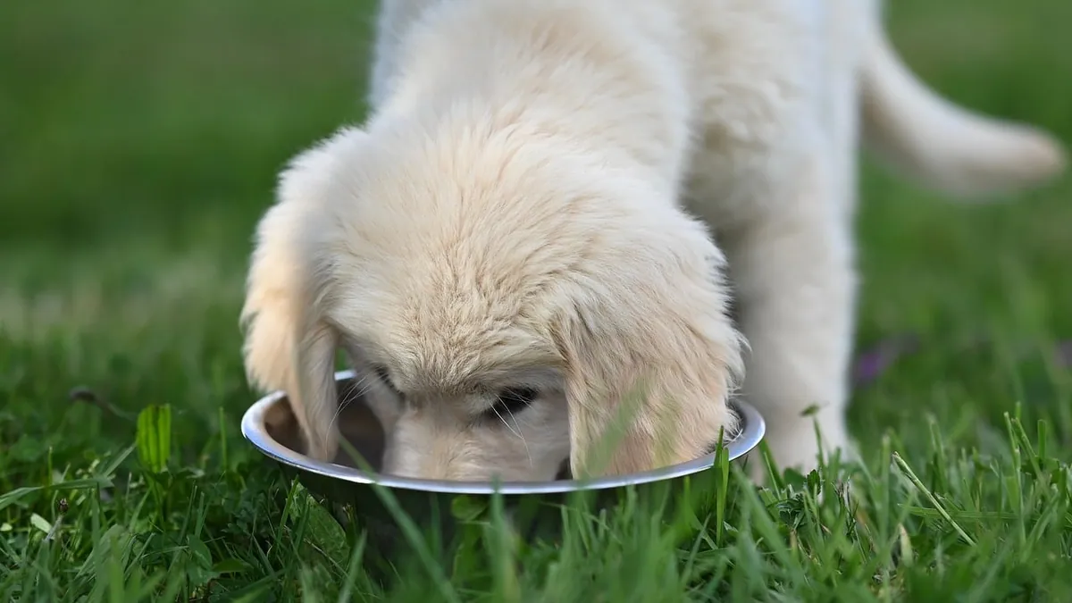 Dog Allergic to Kibble? Signs, Causes, and What to Do