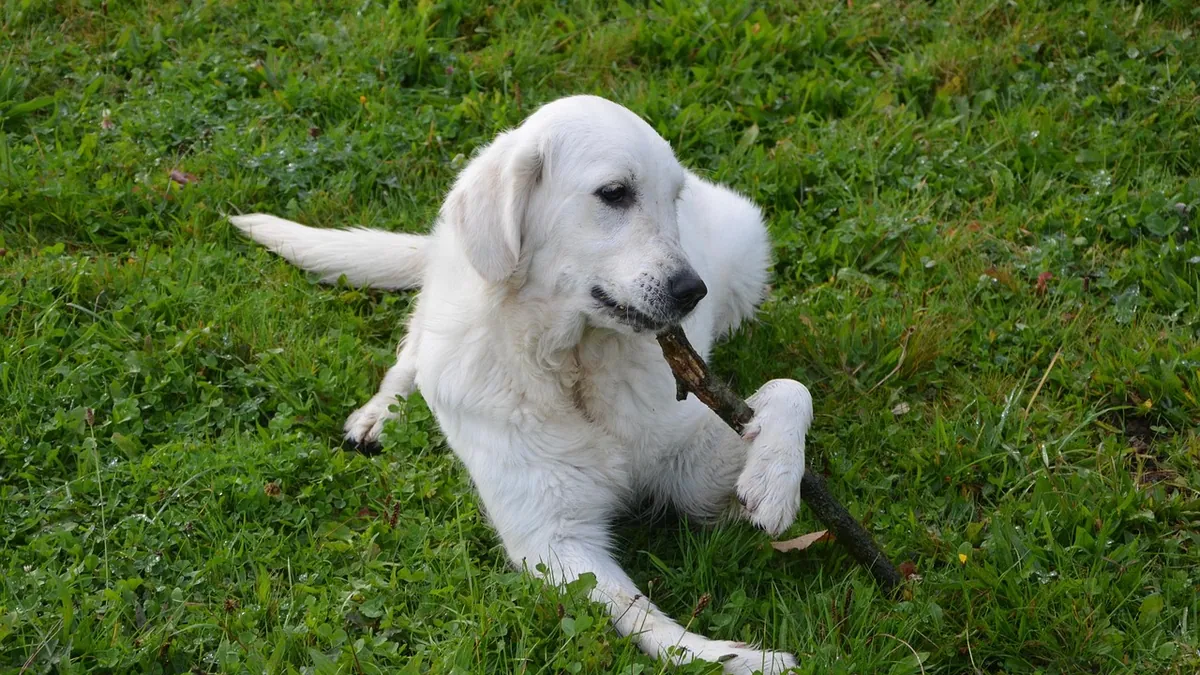 Is My Dog Allergic to Lamb? Symptoms and What to Do