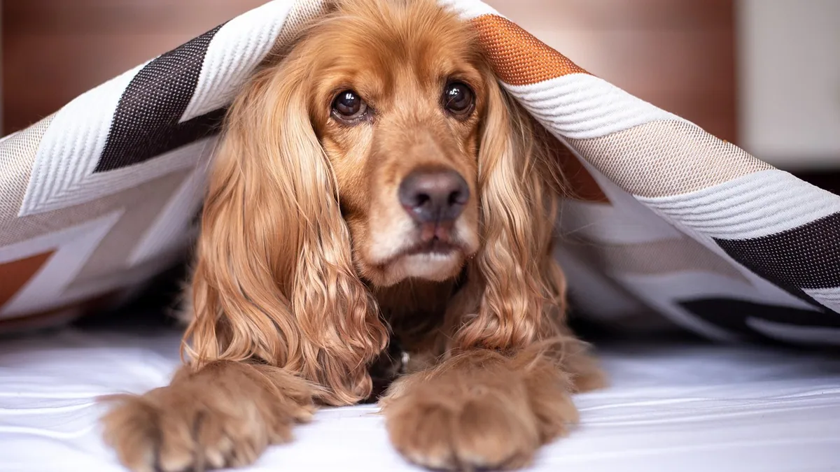 Dog Allergic to Laundry Detergent? Signs and Fixes