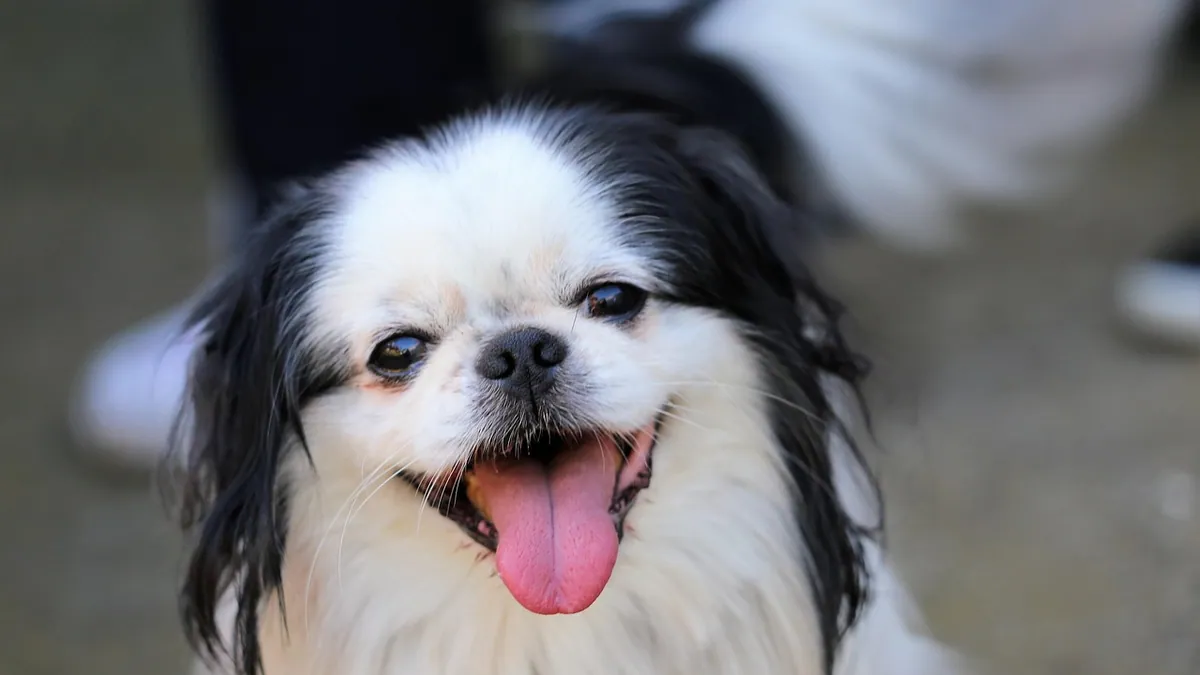 Dog Allergic to Metal Bowl? Contact Dermatitis Explained