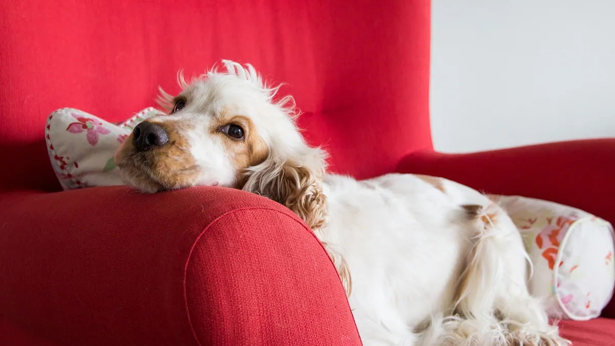 Dog Allergic to Mold? Symptoms and Home Fixes