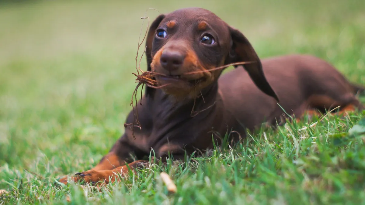 Dog Allergic to New Food? Signs and Safe Switching