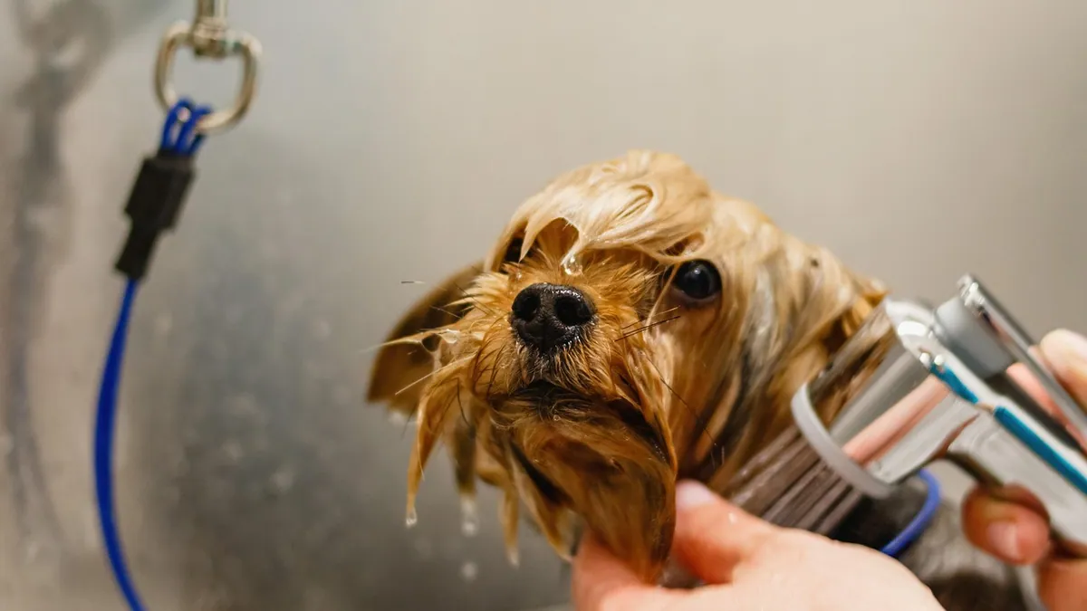 Dog Allergic to Oats or Oatmeal Shampoo? What to Know