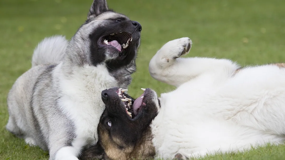Is My Dog Allergic to Other Dogs? Signs and Causes