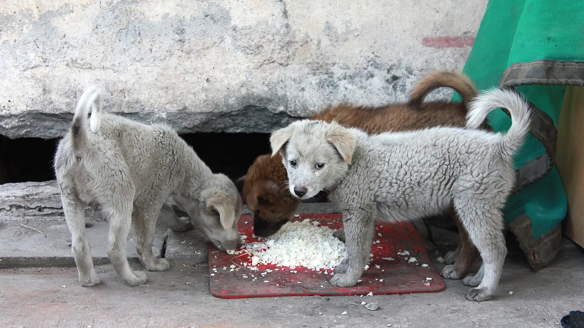 Dog Allergic to Rice? Symptoms and What to Feed