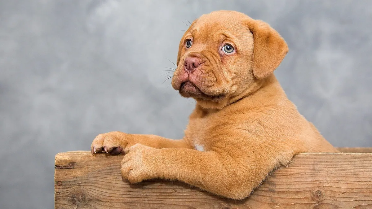 Dog Allergic to Sweet Potato? Signs to Watch For