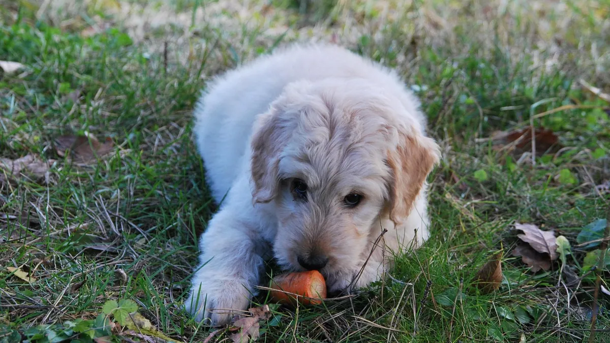 Dog Allergic to Turkey? Signs and Chicken Crossovers