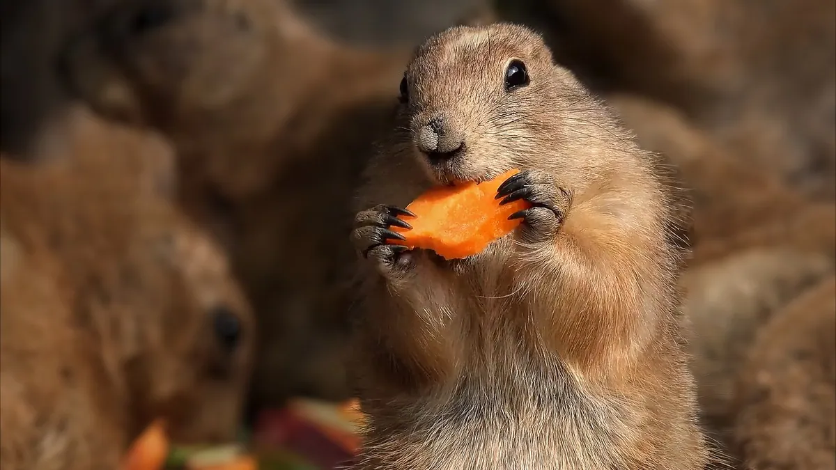 Dog Allergic to Vegetables? Carrots and More
