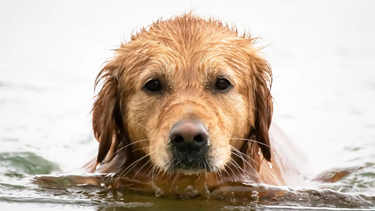 Dog Allergic to Water? Water Intolerance Explained