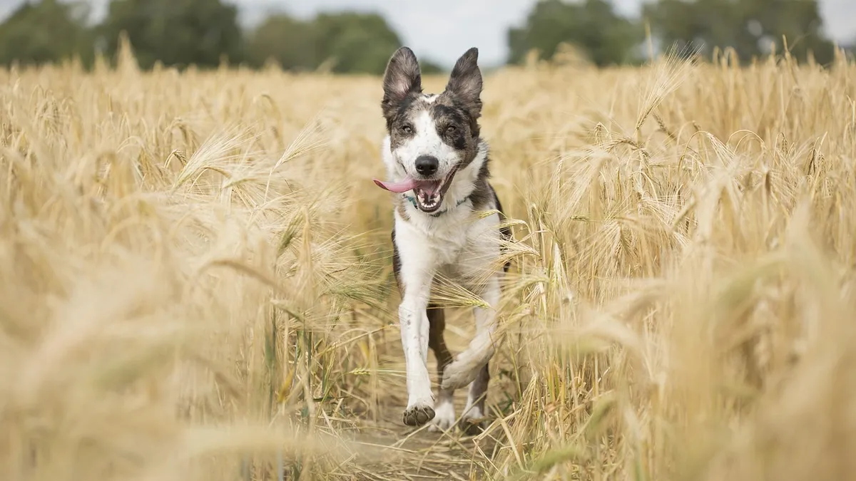 Dog Allergic to Wheat or Grain? Signs and What to Do
